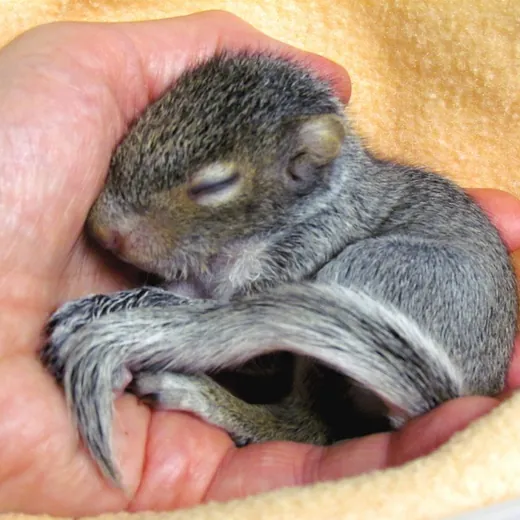 A baby squirrel asleep, curled in the palm of a hand.