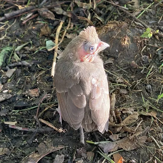 A young cardinal standing on bare ground, fully feathered, with a short tail.