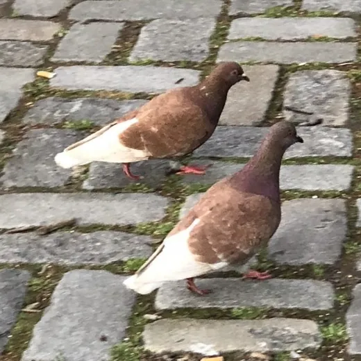 Two pigeons walking on cobblestones in Manhattan.