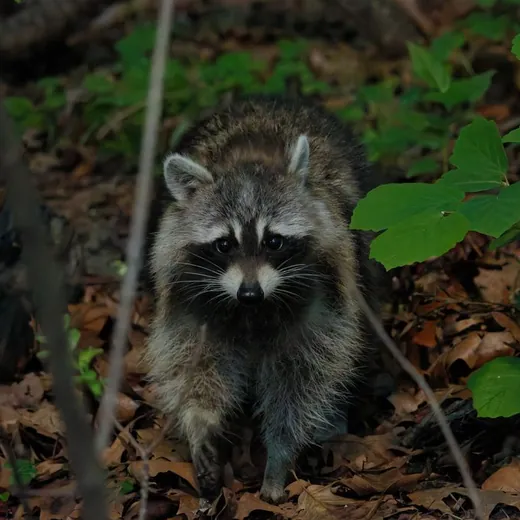 A raccoon in daylight among leaves, facing the camera.