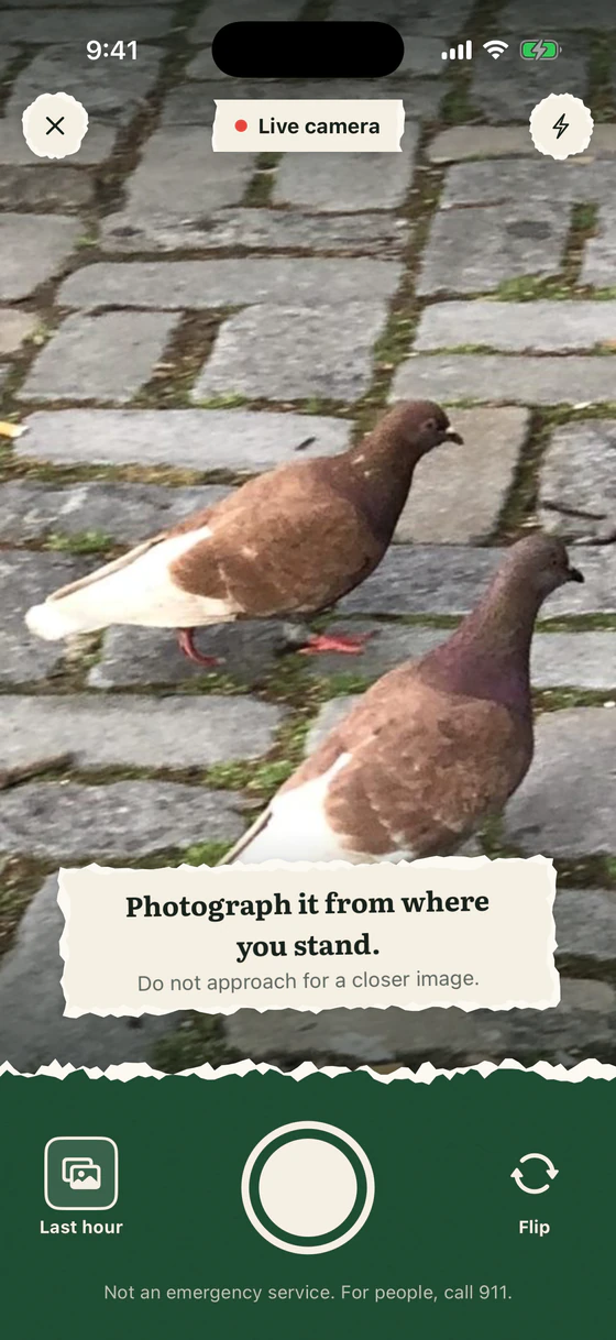 The camera screen: a live view of two pigeons on cobblestones, with the note Photograph it from where you stand. Do not approach for a closer image.